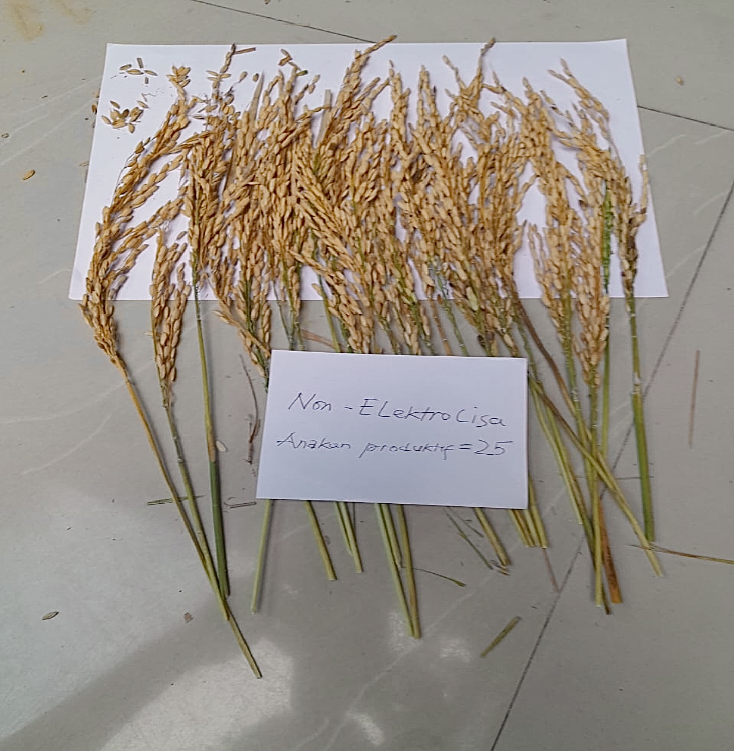 Rice panicles from non-ELECTRAQUA field comparison sample