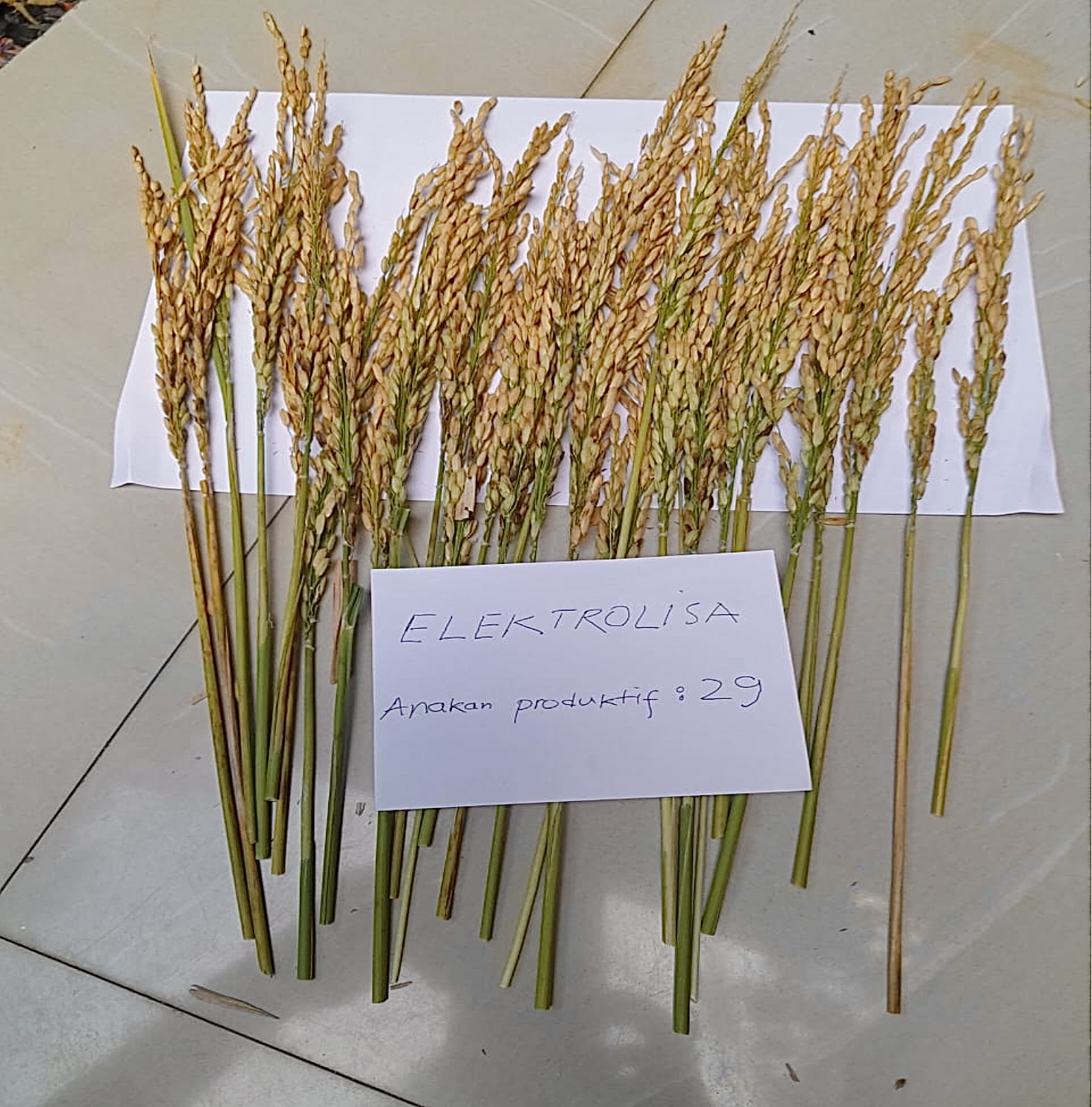 Rice panicles from ELECTRAQUA field comparison sample